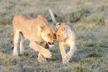 Lioness (Panthera leo) trying to lose the cub for hunting, Ngorongoro conservation area, Tanzania.