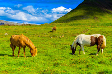 Fototapeta na wymiar Beautiful Icelandic horses grazing 