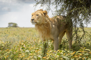 Male lion (Panthera leo) close up, marking a tree on savanna, Ngorongoro conservation area, Tanzania.