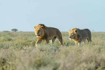 Two male lion (Panthera leo) brothers walking together on savanna, Ngorongoro conservation area, Tanzania.