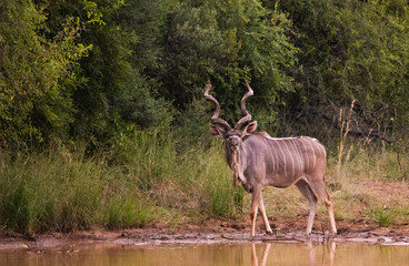 kudu bull standing at edge of waterhole looking at viewer with copy space on left