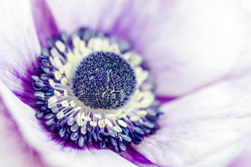 Anemone blu
