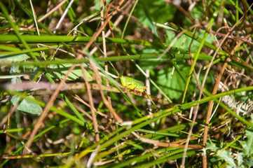 Green grasshopper on top of the vegetation