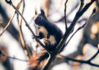 Eichhörnchen in den Ästen