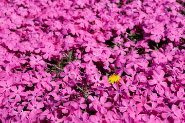 노란 민들레꽃과 분홍색 꽃잔디