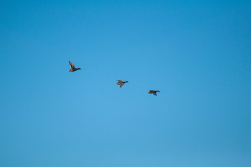 Three ducks flying in the blue sky
