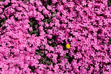 노란 민들레꽃과 분홍색 꽃잔디