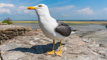 White seagull with black wings and yellow and red beak. The clear eye, perched on a rock wall with sand in the background and vegetation on a sunny day with some cloud on the horizon
