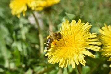 Honey bee on dandelion flower. Honey bee pollinating on spring meadow