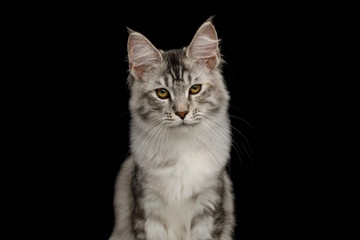 Fototapeta na wymiar Portrait of Tabby Maine Coon Cat with Brush on ears, Isolated Black Background