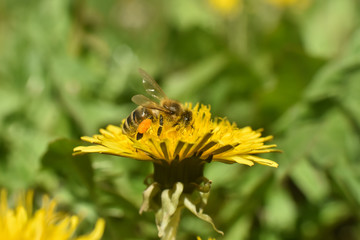 Honey bee on dandelion flower. Honey bee pollinating on spring meadow