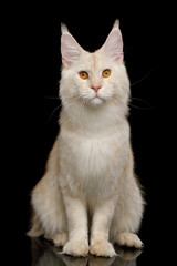 Gorgeous Red Maine Coon Cat Sitting and Looking in Camera Isolated on Black Background