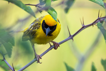 male village weaver bird perched on a branch viewed from above