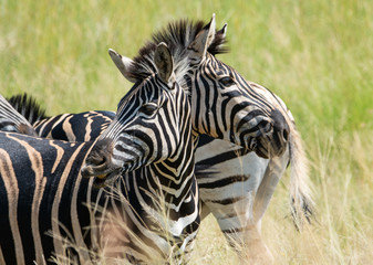 Fototapeta na wymiar two headed zebra
