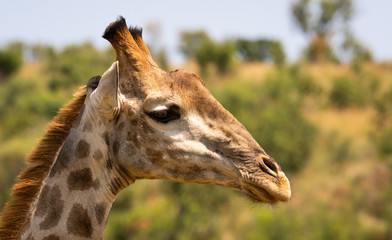Naklejka na ściany i meble close up of a giraffe head facing right