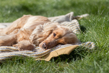 cocker spaniel dog relaxing and resting on grass outdoors and outside on summer vacation holidays

