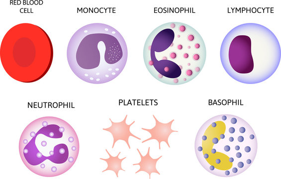 Blood cells. Set of colored cells. Red blood cells, platelets, leukocytes,