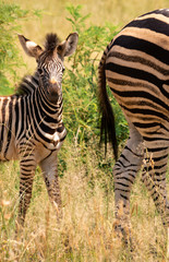 zebra foal standing behind mom and looking at viewer