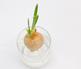 sprouted onions, growing greens on a windowsill at home, available vitamins all year round, white background, close-up, space for text