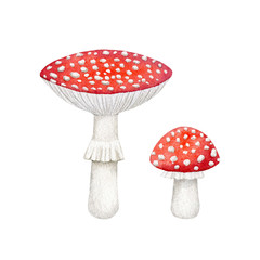 Red fly agaric mushrooms isolated on white background. Wild forest nature. Watercolor botanical illustration. Vintage style