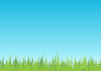 Fototapeta na wymiar Blades of grass with sky background