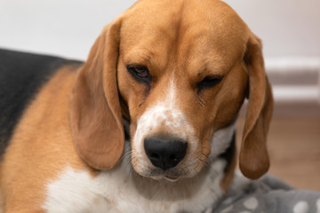 Tired beagle dog looking to the camera