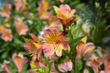 Peruvian Lily Majestic Henri