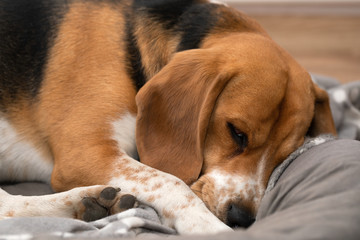 Sleepy beagle dog having a nap indoors
