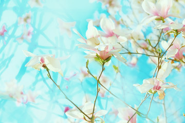 Magnolia blossom in the garden on a sunny bright day. Bright colorful photo.