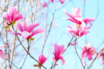 Magnolia blossom in the garden on a sunny bright day. Bright colorful photo.