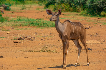 immature kudu standing and looking left with copy space on left