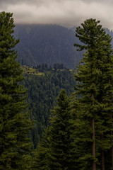 close view of forest in the mountains