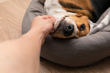 Obraz premium Lazy beagle puppy lying on his pillow indoors