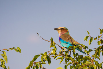lilac breasted roller perched on the top of a tree with the sky behind looking left with copy space on left