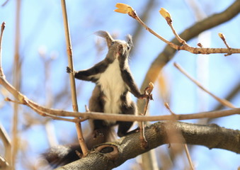Eichhörnchen steht in den Ästen