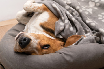 Lazy beagle puppy lying on his pillow indoors