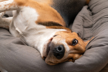 Obraz premium Lazy beagle puppy lying on his pillow indoors