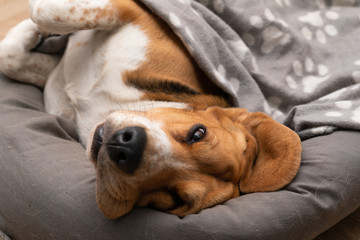 Lazy beagle puppy lying on his pillow indoors