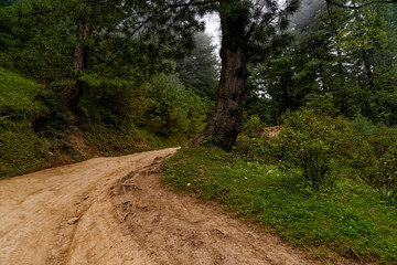 Dirt road in the woods
