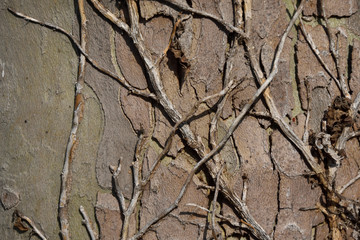 texture of tree bark. entwined with ivy