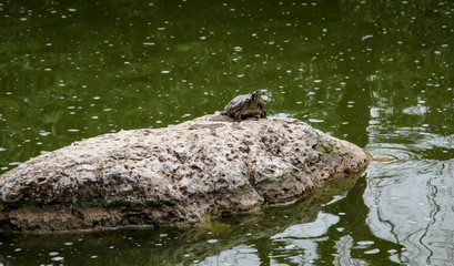 eine Schildkröte sitzt auf einem Felsen mitten im Teich
