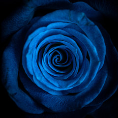 Fototapeta na wymiar blue rose on black background