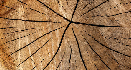 Wood texture of cut tree trunk - wooden surface background
