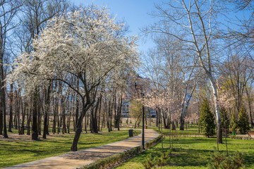 Flowering trees in a landscape park in early spring