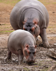 baby hippopotamus and mother walking though the mud
