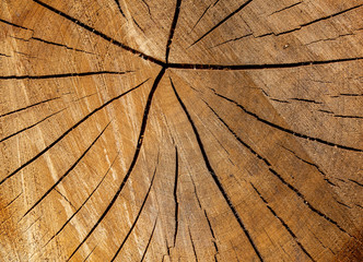 Wood texture of cut tree trunk - wooden surface background
