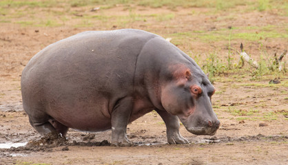 Hippopotamus walking though the mud towards right