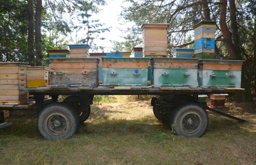 Obraz premium Beehives transportation in a trailer by a tractor to a new place in the forest for honey.
