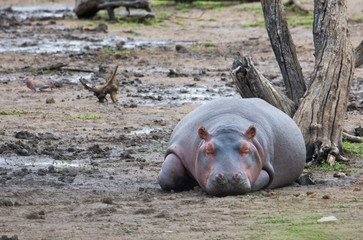 hippopotamus sleeping on the ground by old dead tree