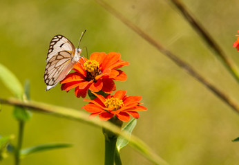 Obraz premium brown veined white butterfly on orange flowers